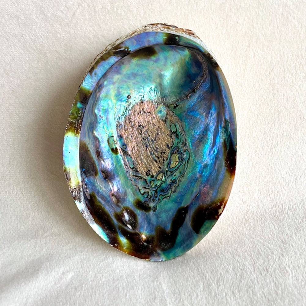 Large Abalone Shell Vessel - Picture 6 of 11